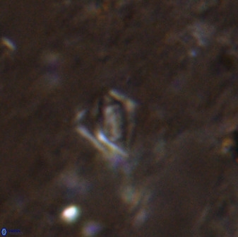 Calciosolenia aperta 49513