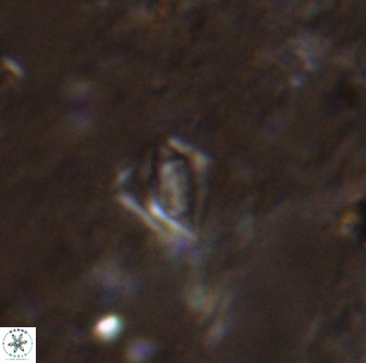 Calciosolenia aperta 49513