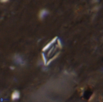 Calciosolenia aperta 49514