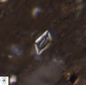 Calciosolenia aperta 49514