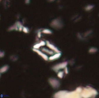 Calciosolenia aperta 59862