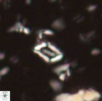 Calciosolenia aperta 59862