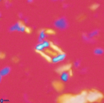 Calciosolenia aperta 59863