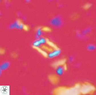 Calciosolenia aperta 59863
