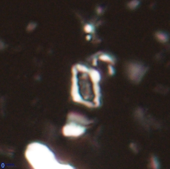 Calciosolenia aperta 59864