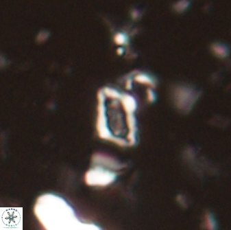 Calciosolenia aperta 59864