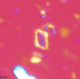 Calciosolenia aperta 59865