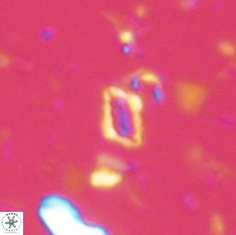 Calciosolenia aperta 59865