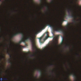Calciosolenia aperta 59866