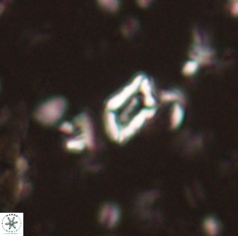 Calciosolenia aperta 59866