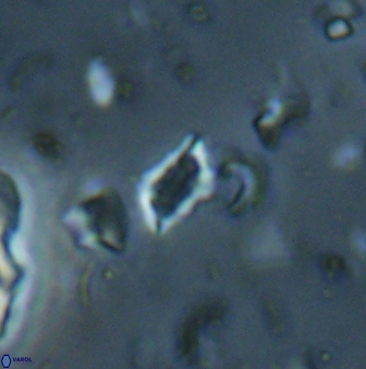 Calciosolenia aperta 59871