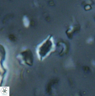 Calciosolenia aperta 59871