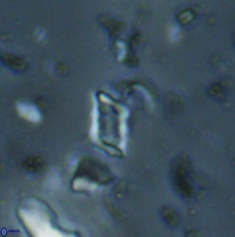 Calciosolenia aperta 59872