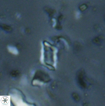 Calciosolenia aperta 59872