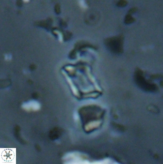 Calciosolenia aperta 59873