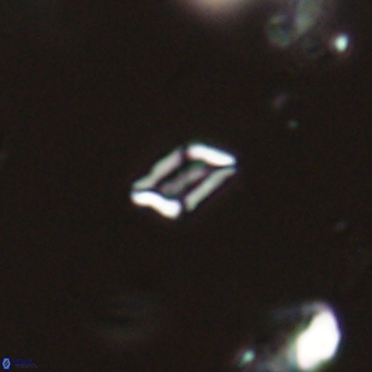 Calciosolenia aperta 69485