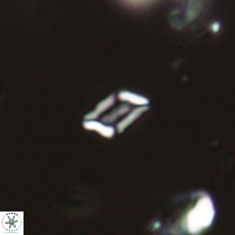 Calciosolenia aperta 69485