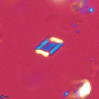 Calciosolenia aperta 69486