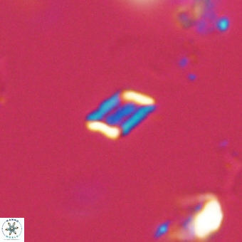 Calciosolenia aperta 69486