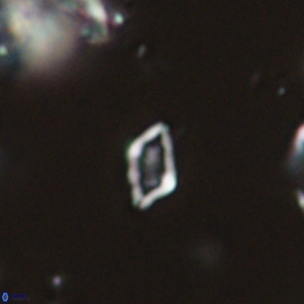 Calciosolenia aperta 69487