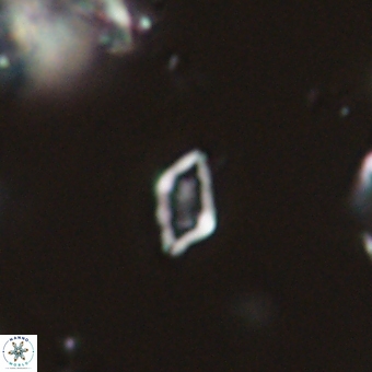 Calciosolenia aperta 69487