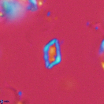 Calciosolenia aperta 69488