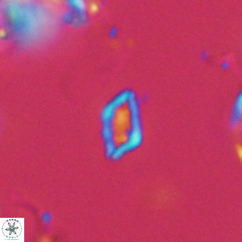 Calciosolenia aperta 69488