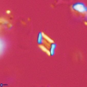 Calciosolenia aperta 69489