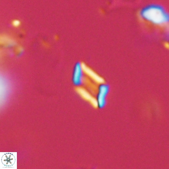 Calciosolenia aperta 69489