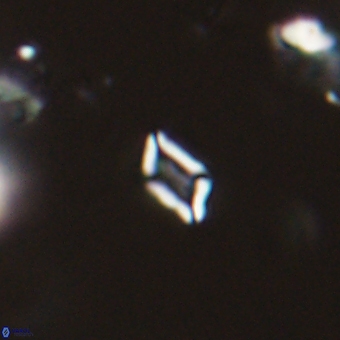 Calciosolenia aperta 69490