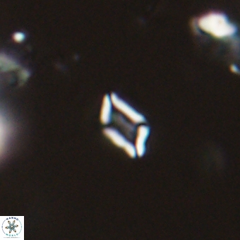 Calciosolenia aperta 69490