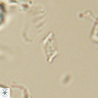 Calciosolenia aperta 69491