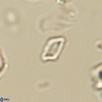 Calciosolenia aperta 69492