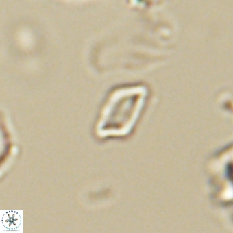 Calciosolenia aperta 69492