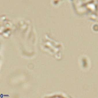 Calciosolenia aperta 69493