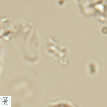 Calciosolenia aperta 69493