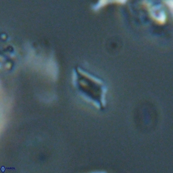 Calciosolenia aperta 69494