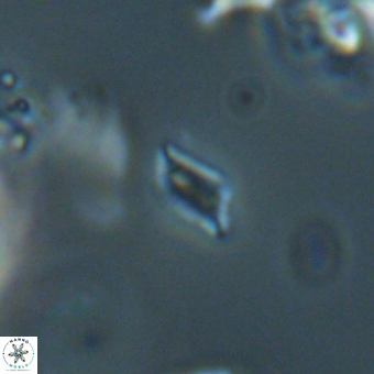 Calciosolenia aperta 69494