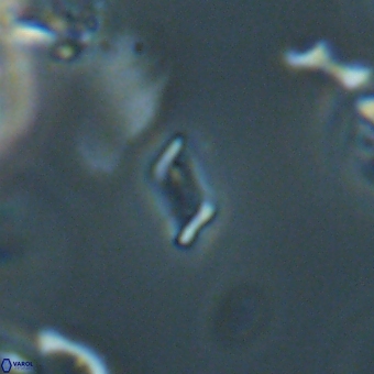 Calciosolenia aperta 69495