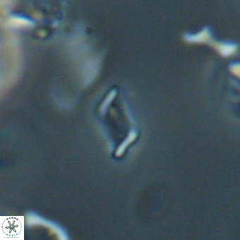 Calciosolenia aperta 69495