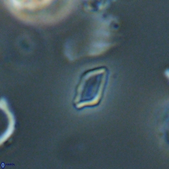 Calciosolenia aperta 69496