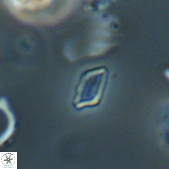 Calciosolenia aperta 69496