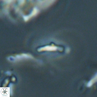 Calciosolenia aperta 69497