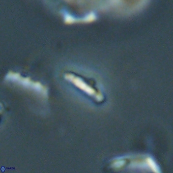 Calciosolenia aperta 69499
