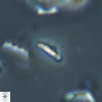 Calciosolenia aperta 69499
