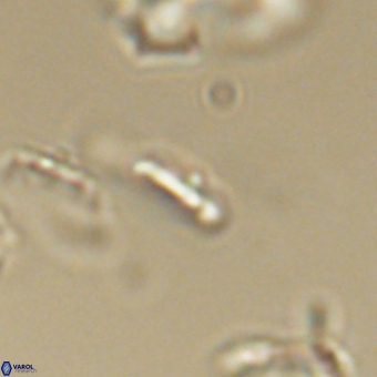 Calciosolenia aperta 69500