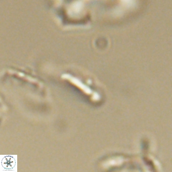 Calciosolenia aperta 69500