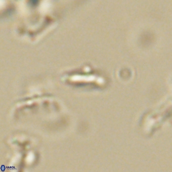 Calciosolenia aperta 69501