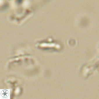 Calciosolenia aperta 69501