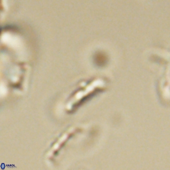 Calciosolenia aperta 69502